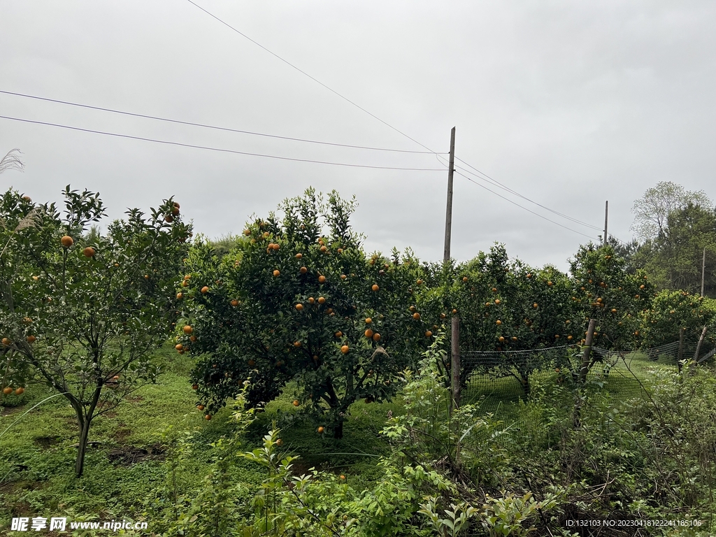 桔子园