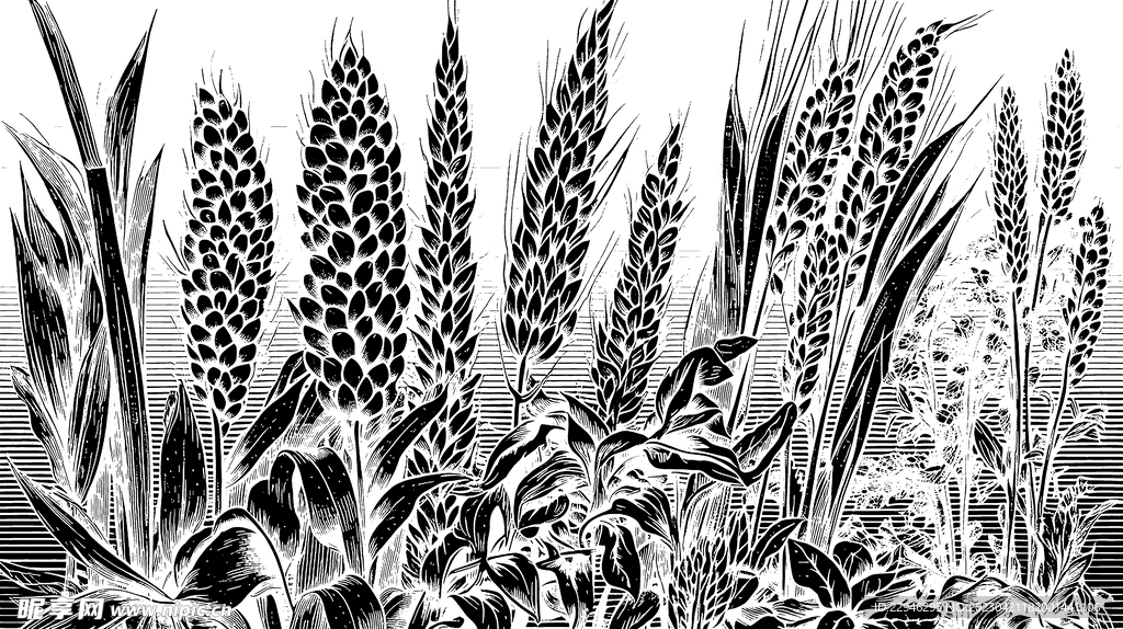 高粱图