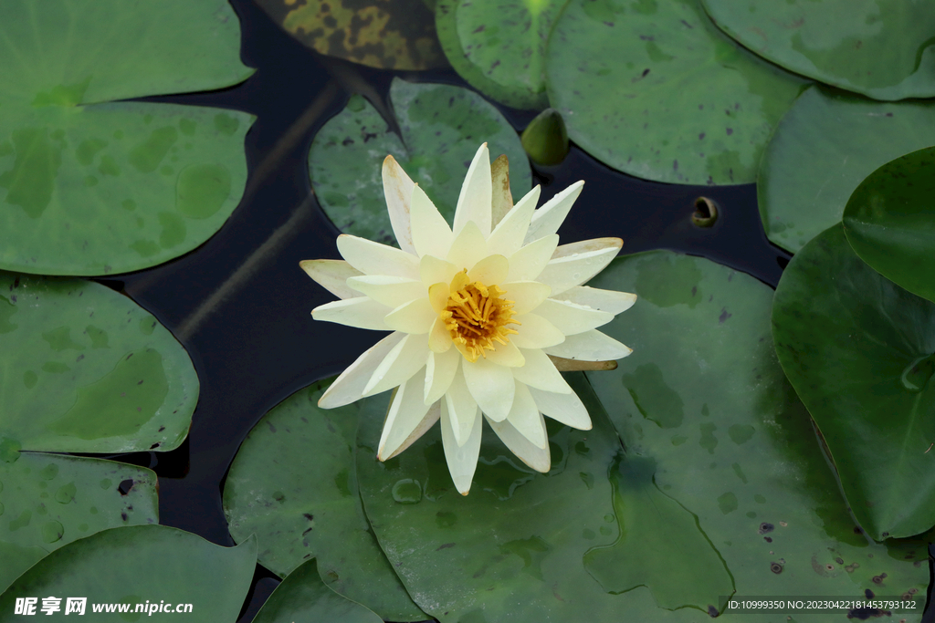 白色睡莲花