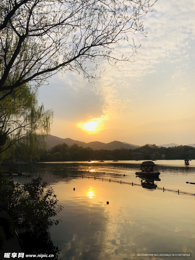 太子湾公园 樱花 假日 郁金香