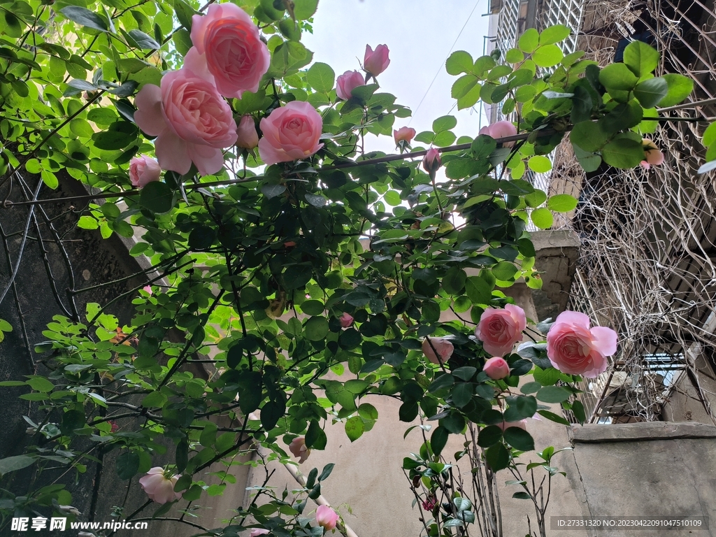 月季舍农所城堡的女人们