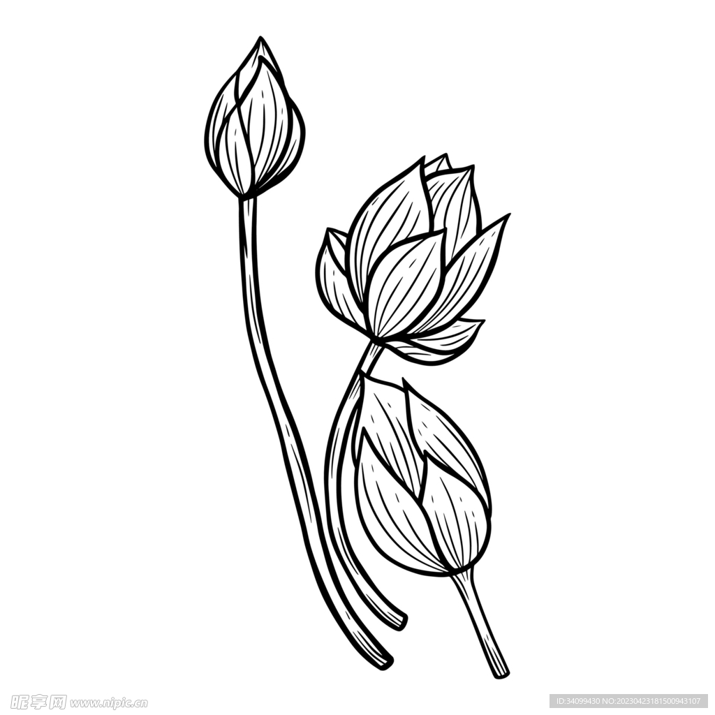荷花线稿