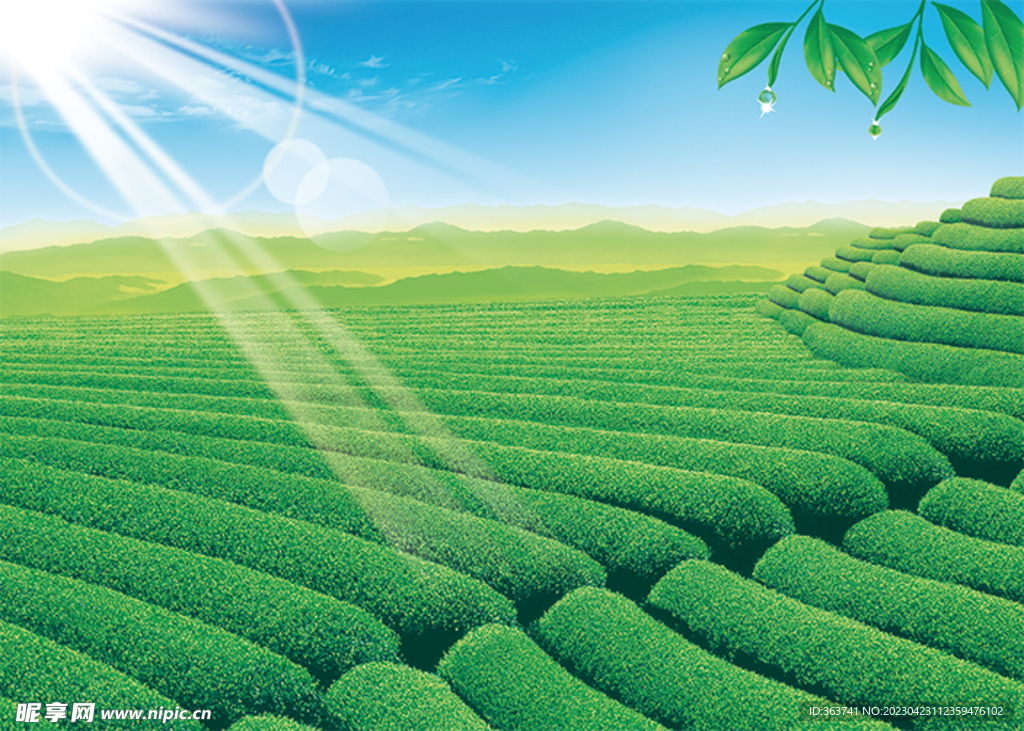 阳光茶园