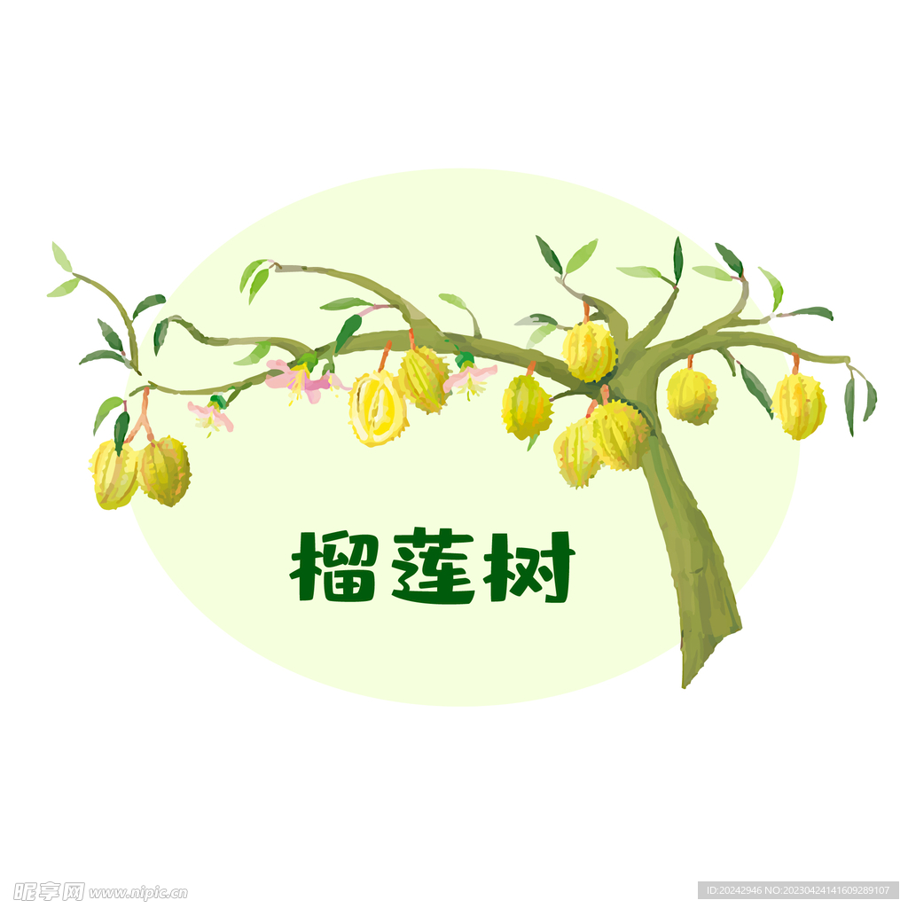 榴莲素材