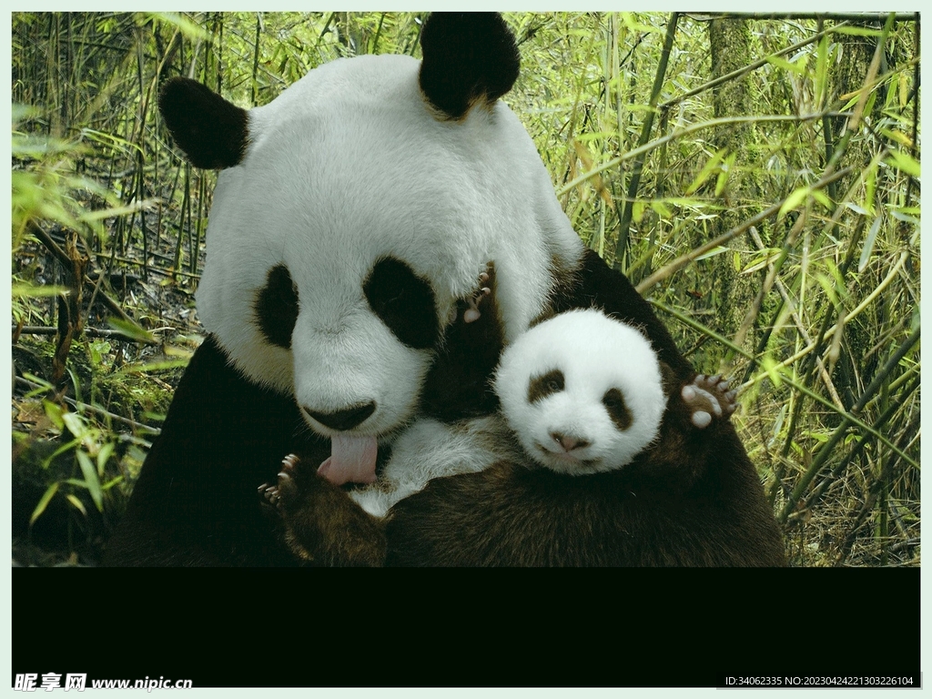 熊猫图片