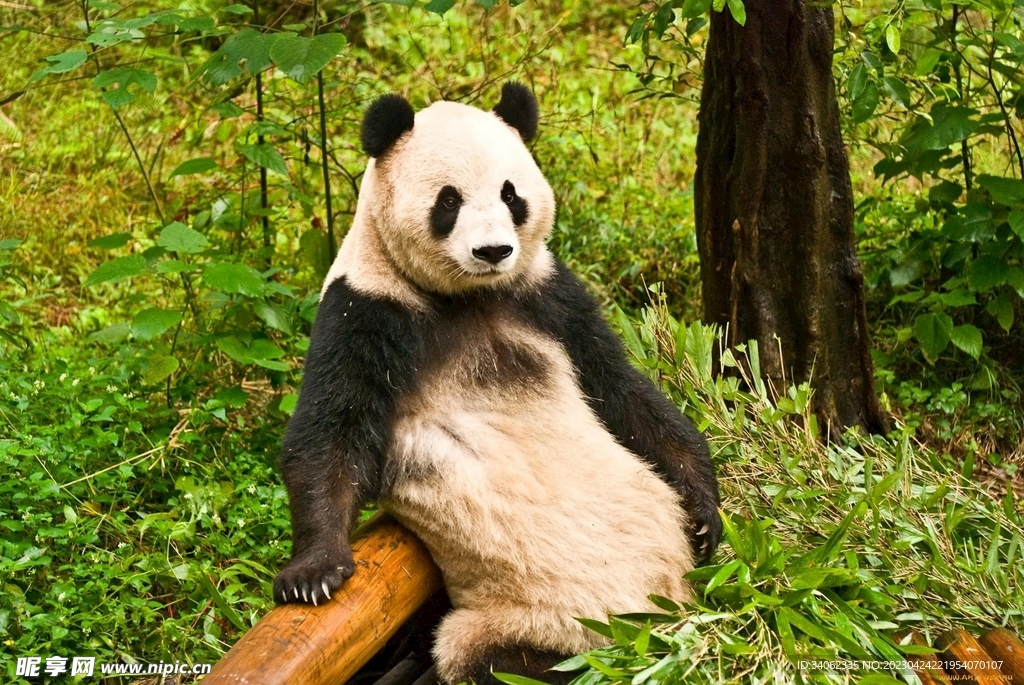 熊猫素材图