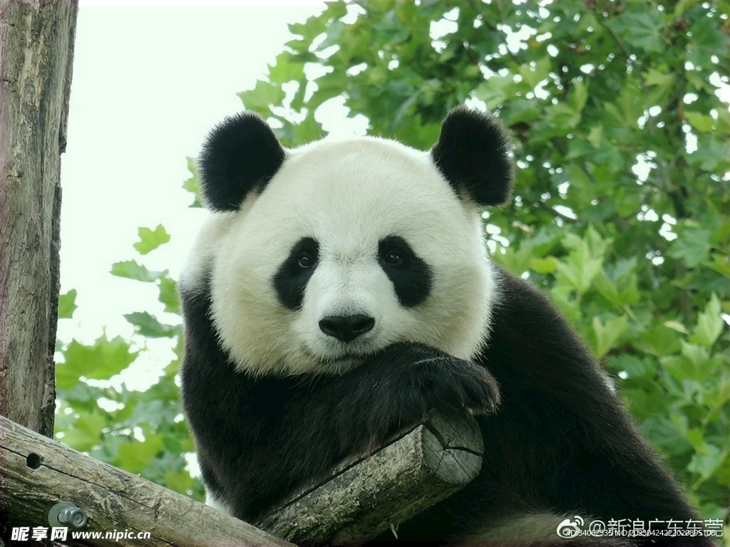 熊猫图片