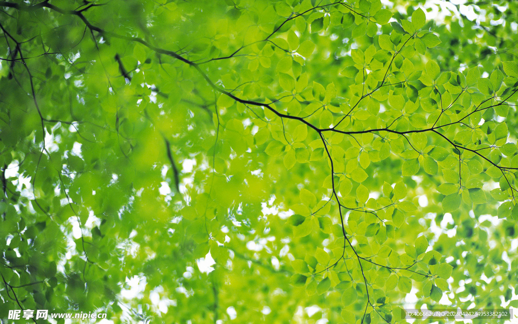 绿叶树叶植物