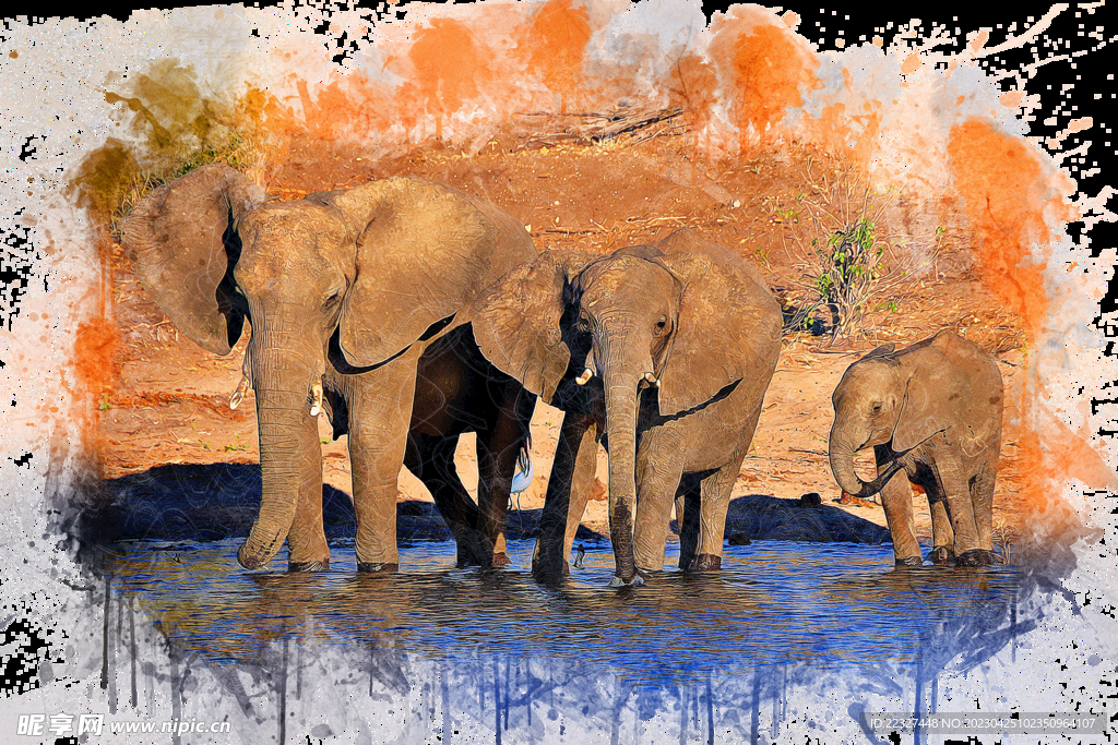 大象照片喷溅效果