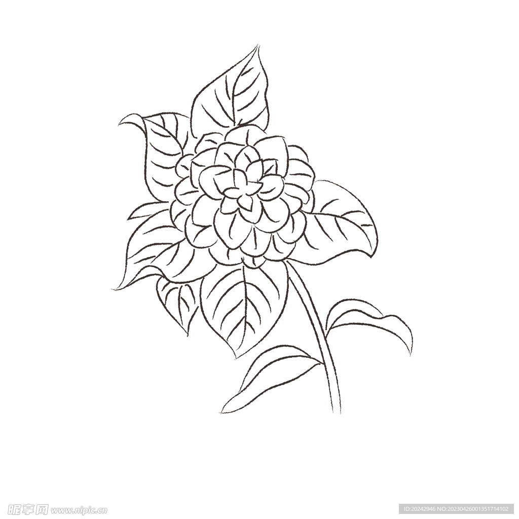 茶花黑白线稿  