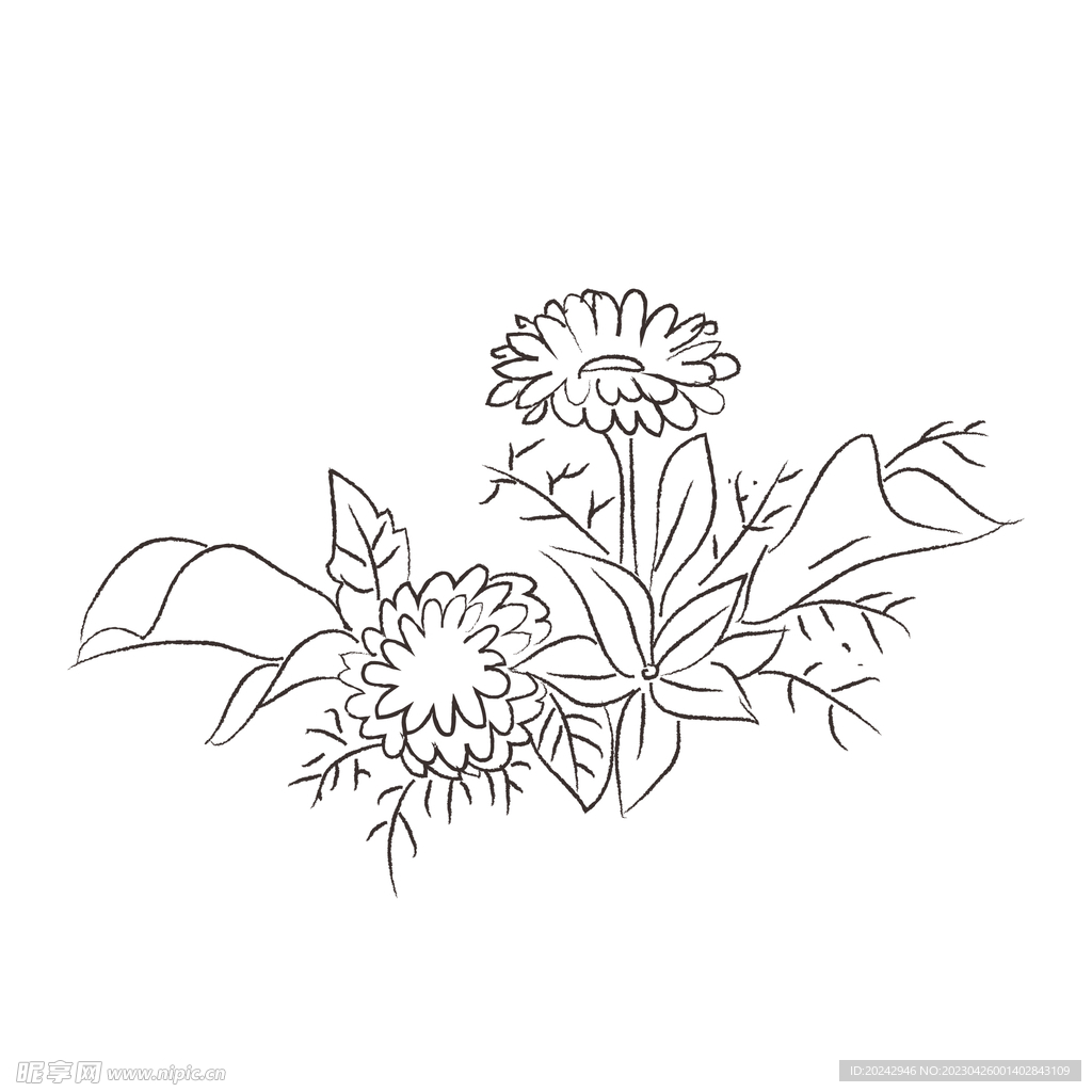 花卉黑白线稿   