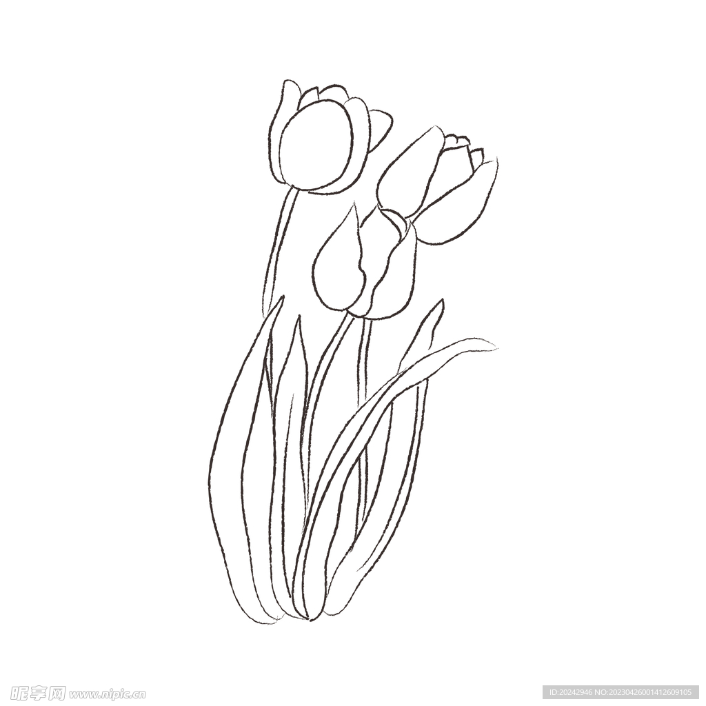 郁金香黑白线稿 