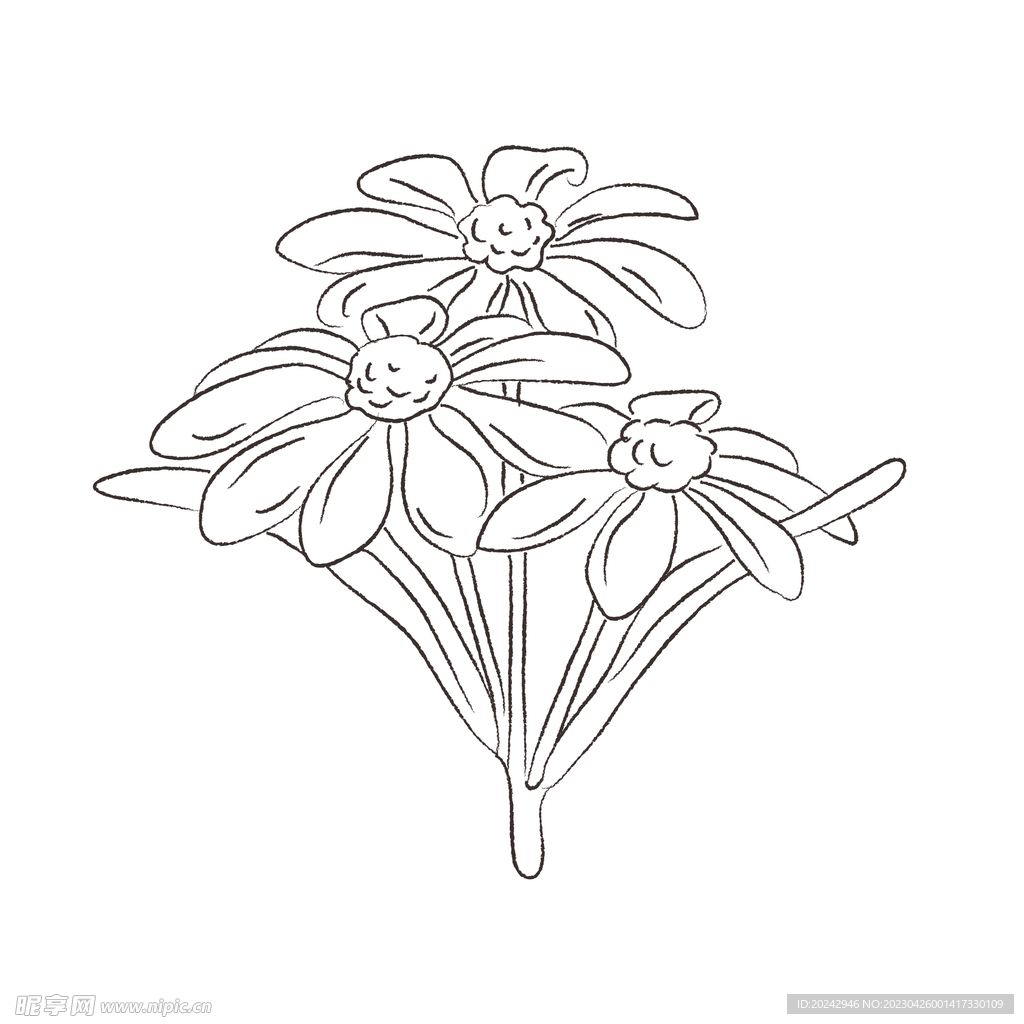 花卉黑白线稿   