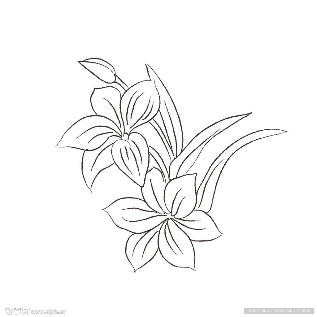 花卉黑白线稿  