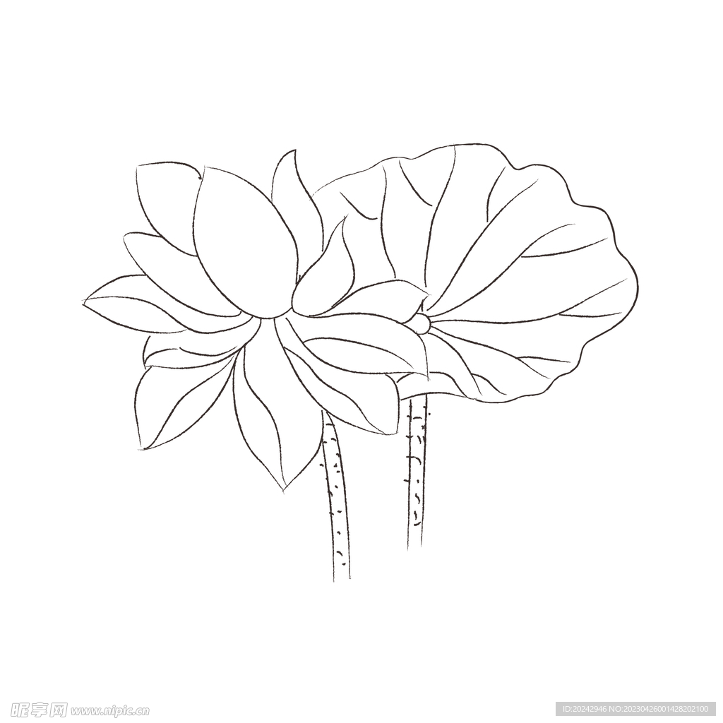 荷叶黑白线稿  