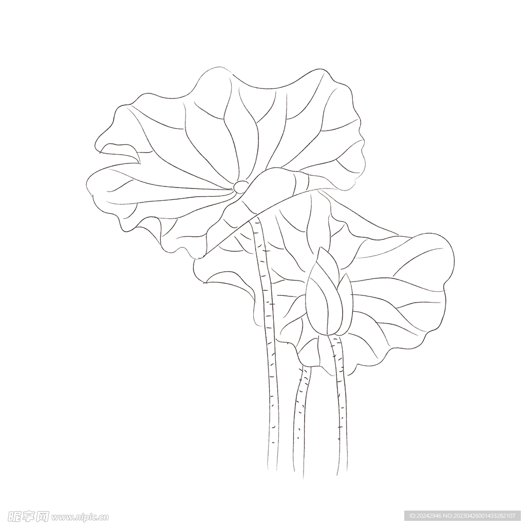 荷叶黑白线稿 