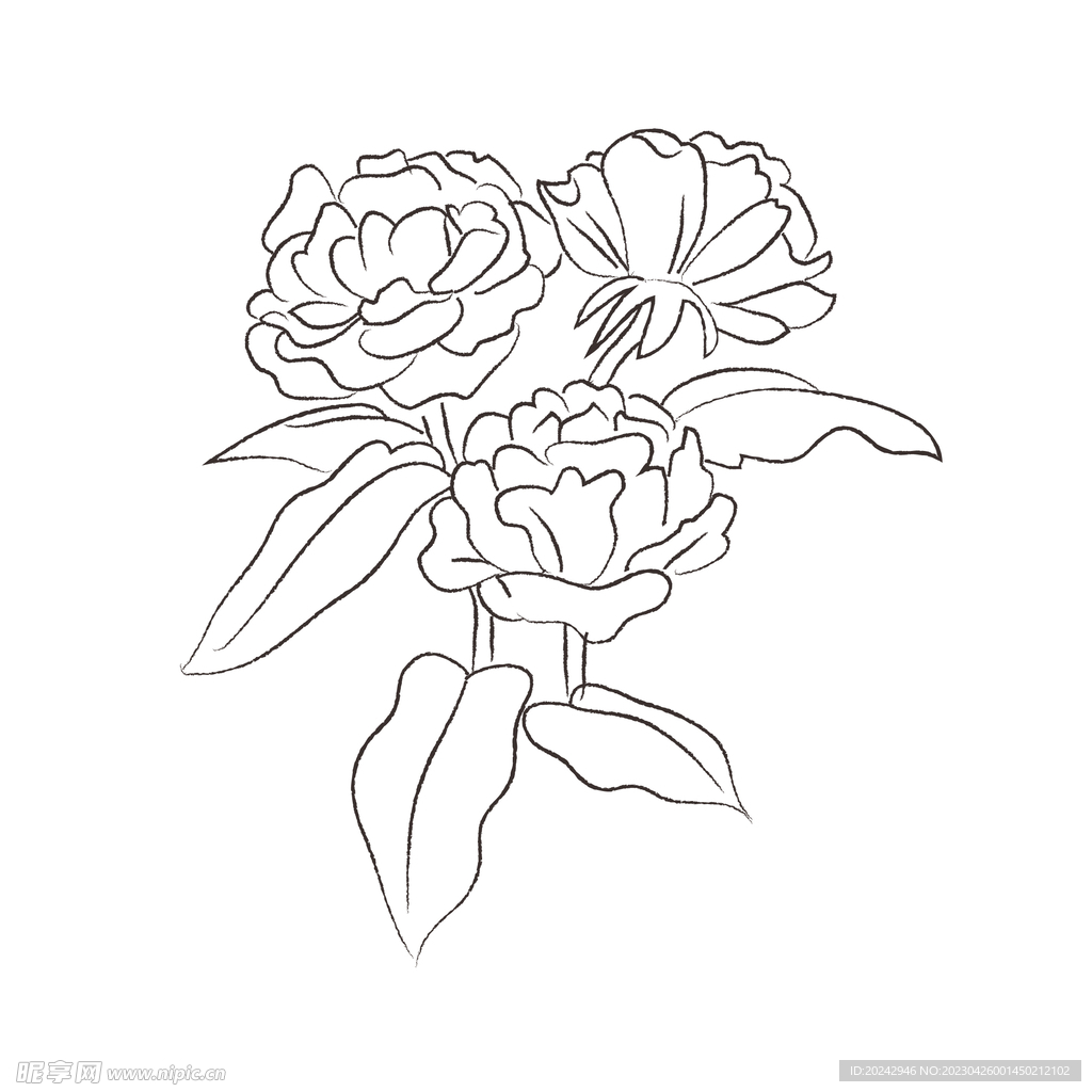 花卉黑白线稿   花卉线稿  