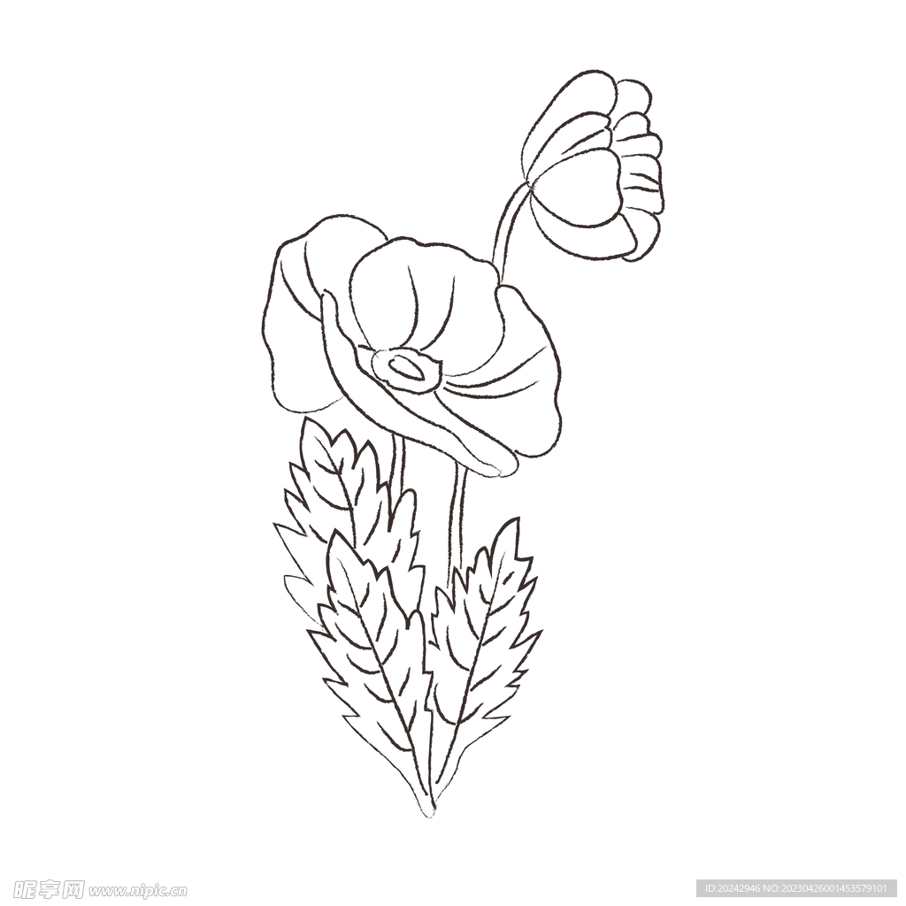 虞美人黑白线稿 