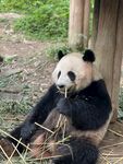 大熊猫