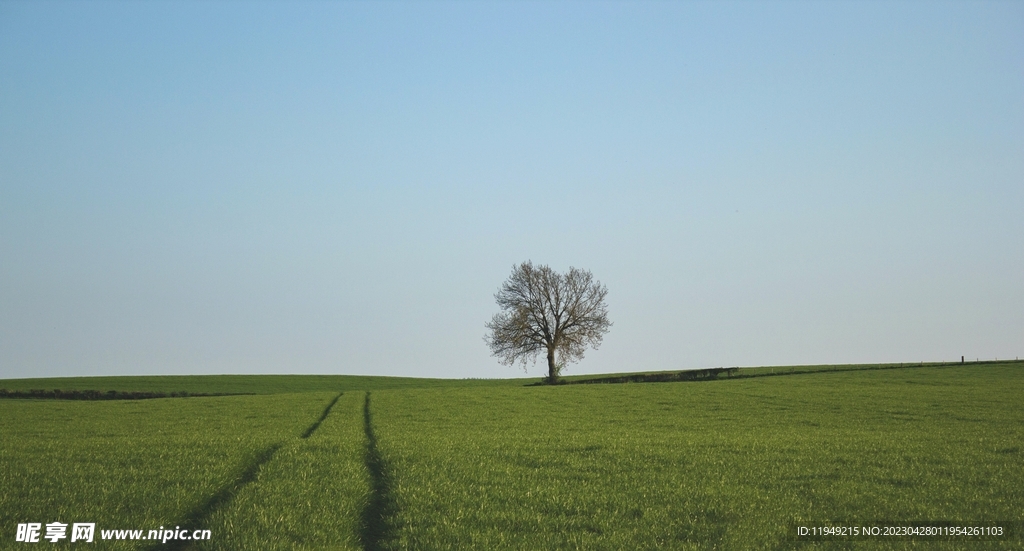  蓝天绿地上的一颗大树