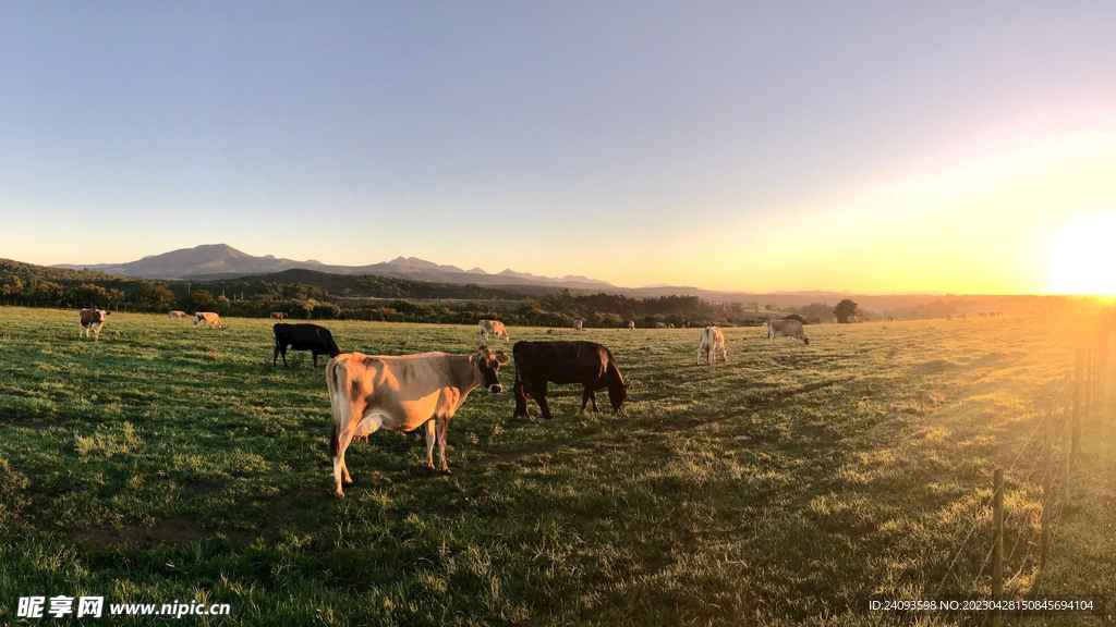草原上奶牛在吃草