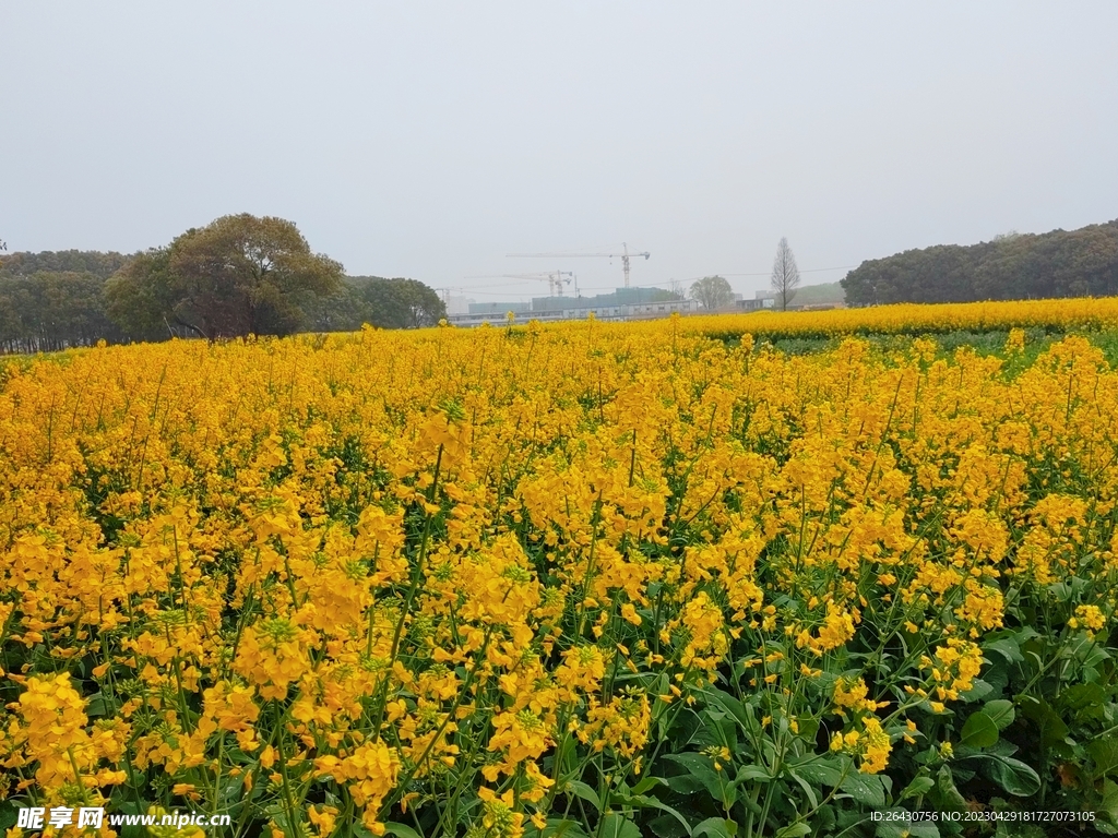 油菜花海
