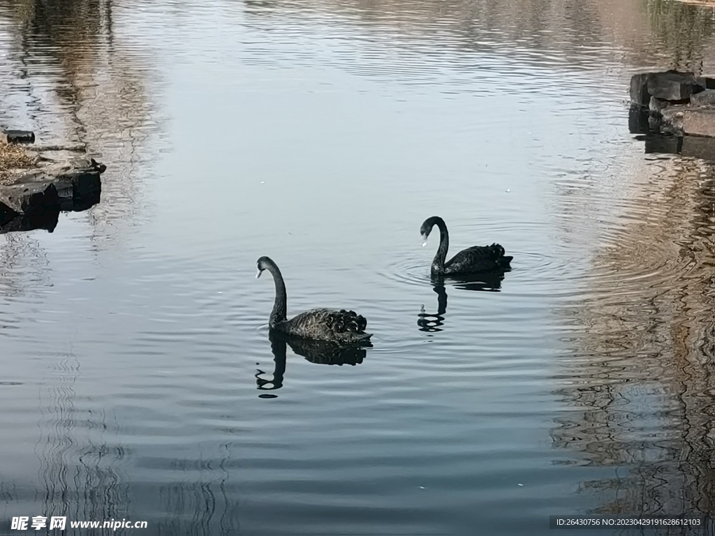 黑天鹅戏水