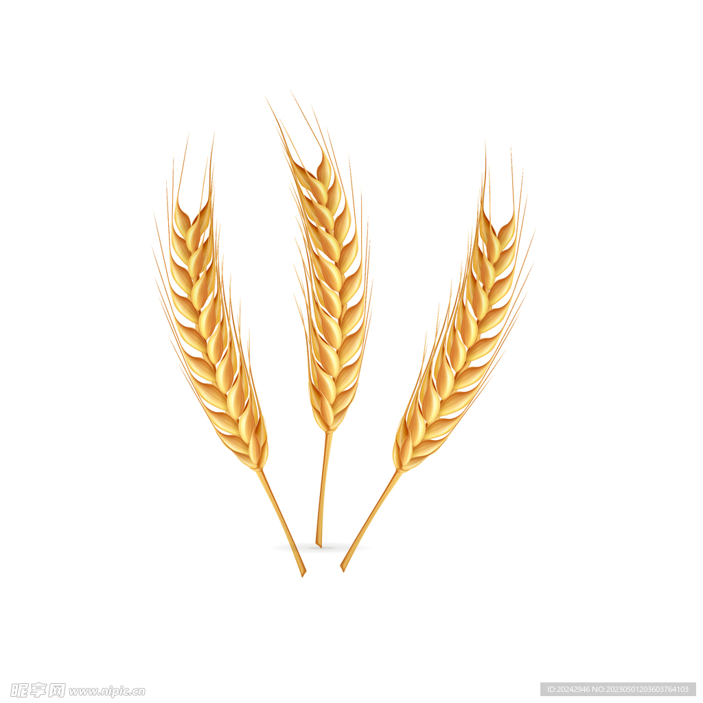 麦子 小麦  金色麦穗