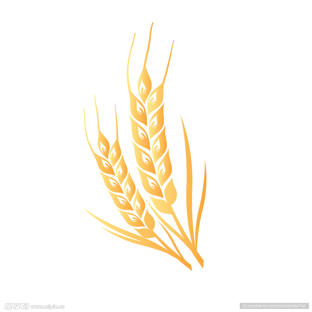  金色麦穗插画  