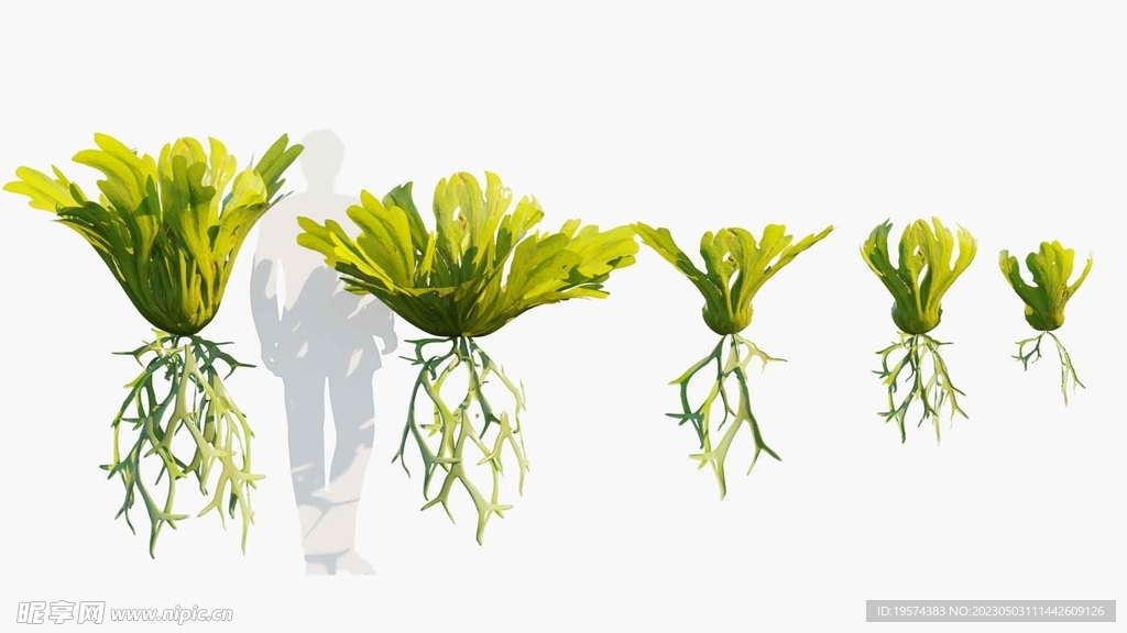  C4D模型 绿色植物  