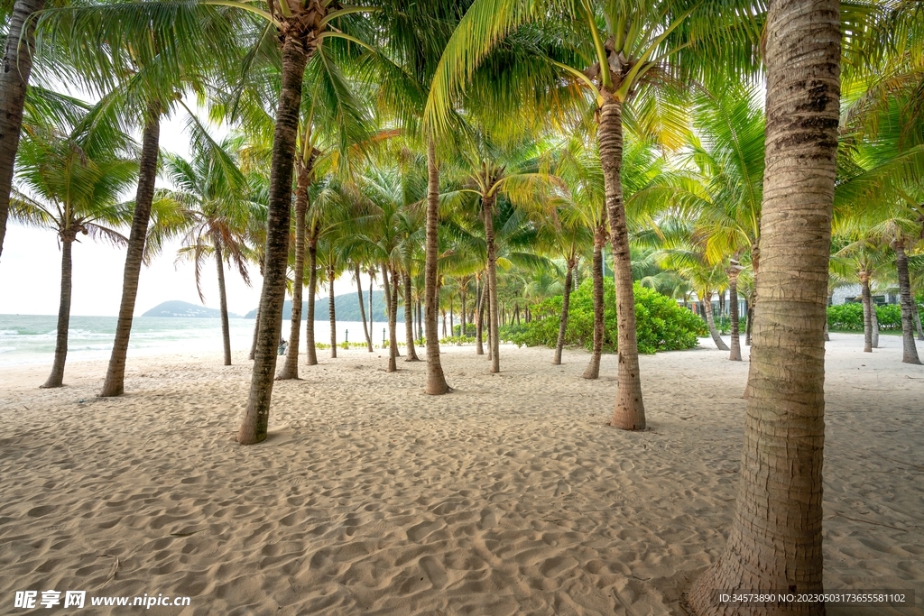 沙滩边的椰树林