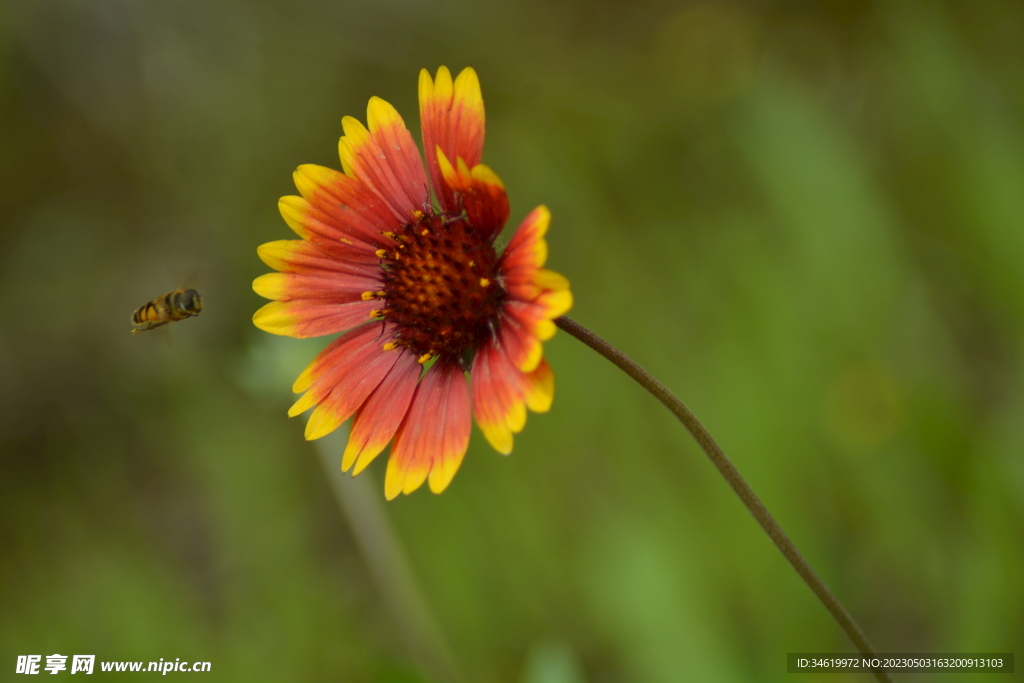 小蜜蜂与小花朵