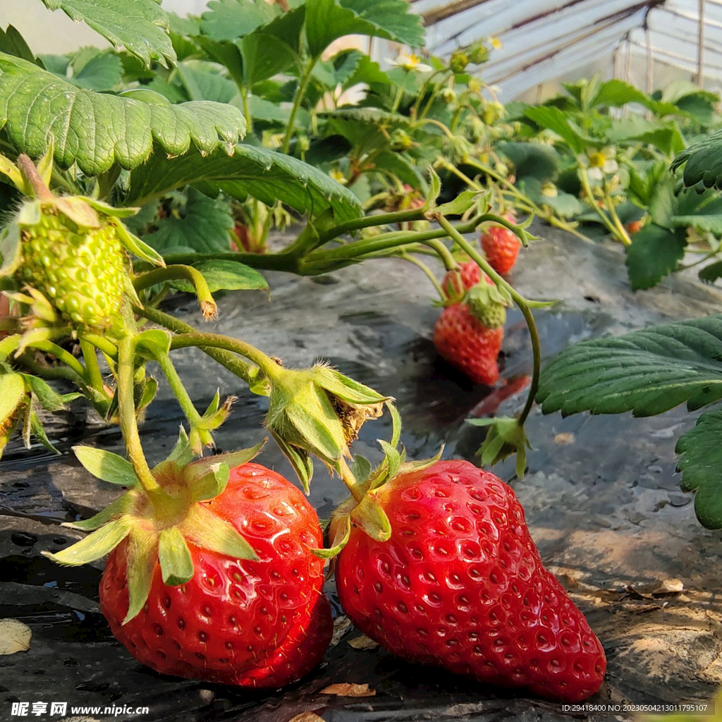 大棚草莓
