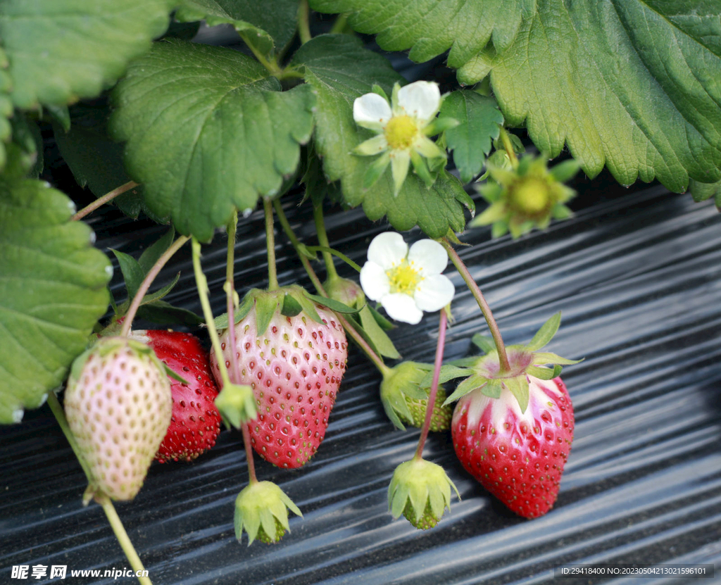 大棚草莓
