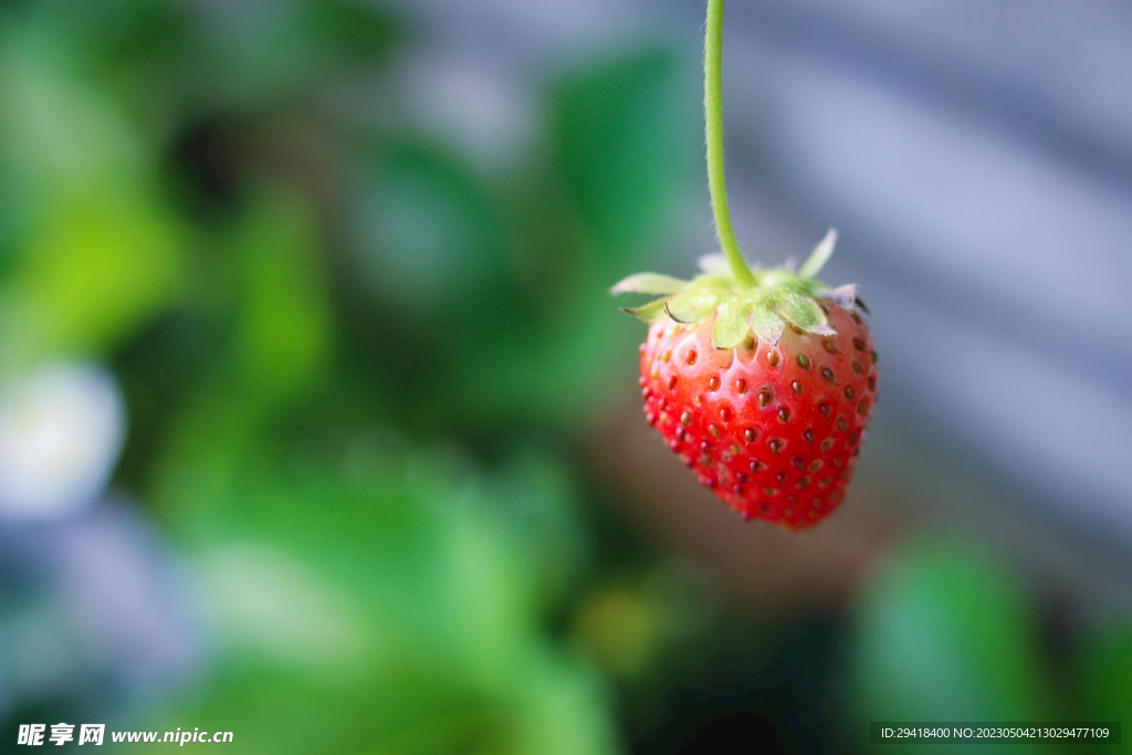 大棚草莓