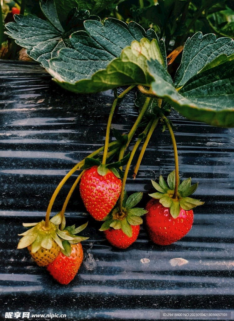 大棚草莓