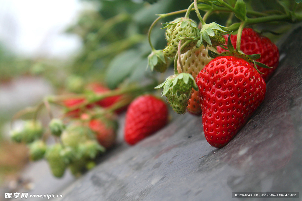 大棚草莓