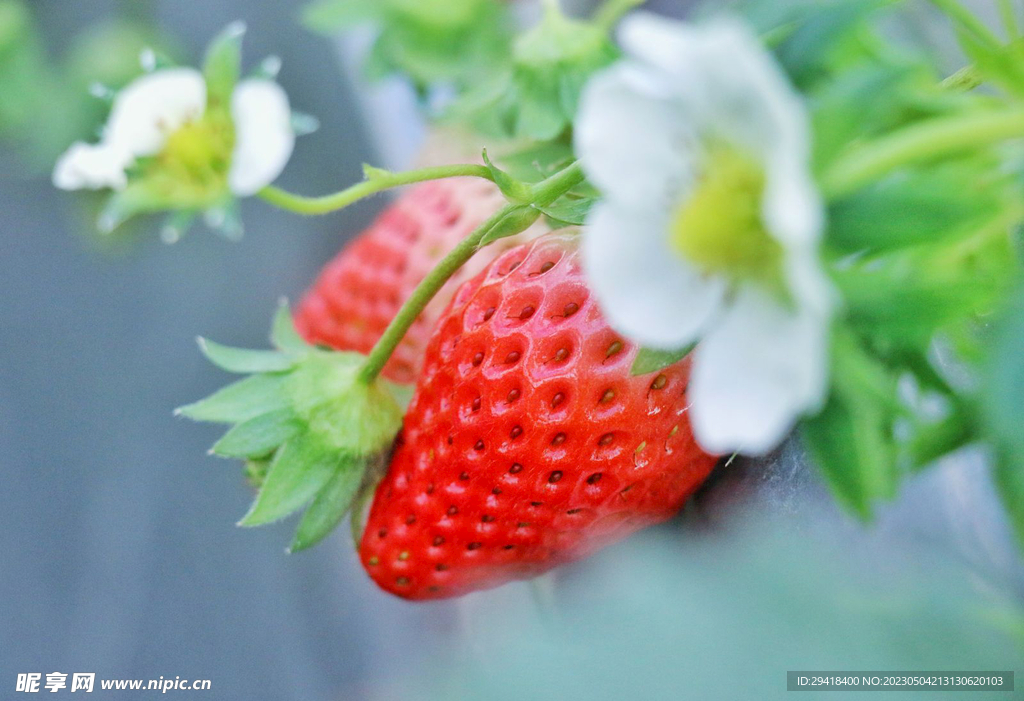大棚草莓