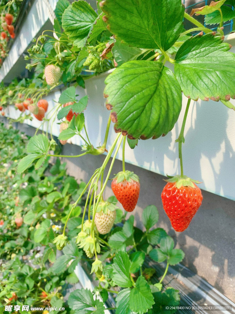 大棚草莓