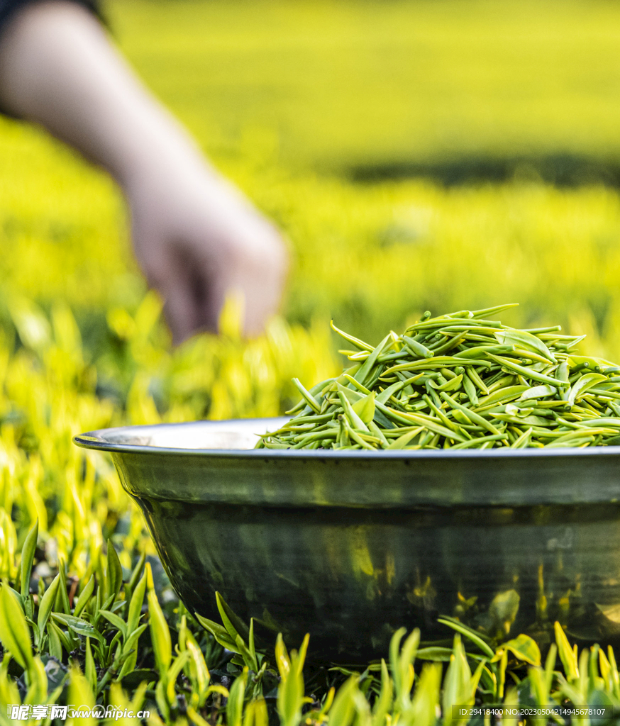 新茶叶局部特写 
