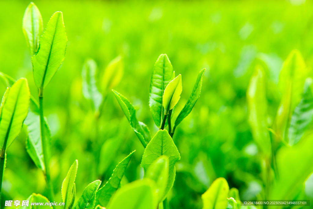 新茶叶局部特写 