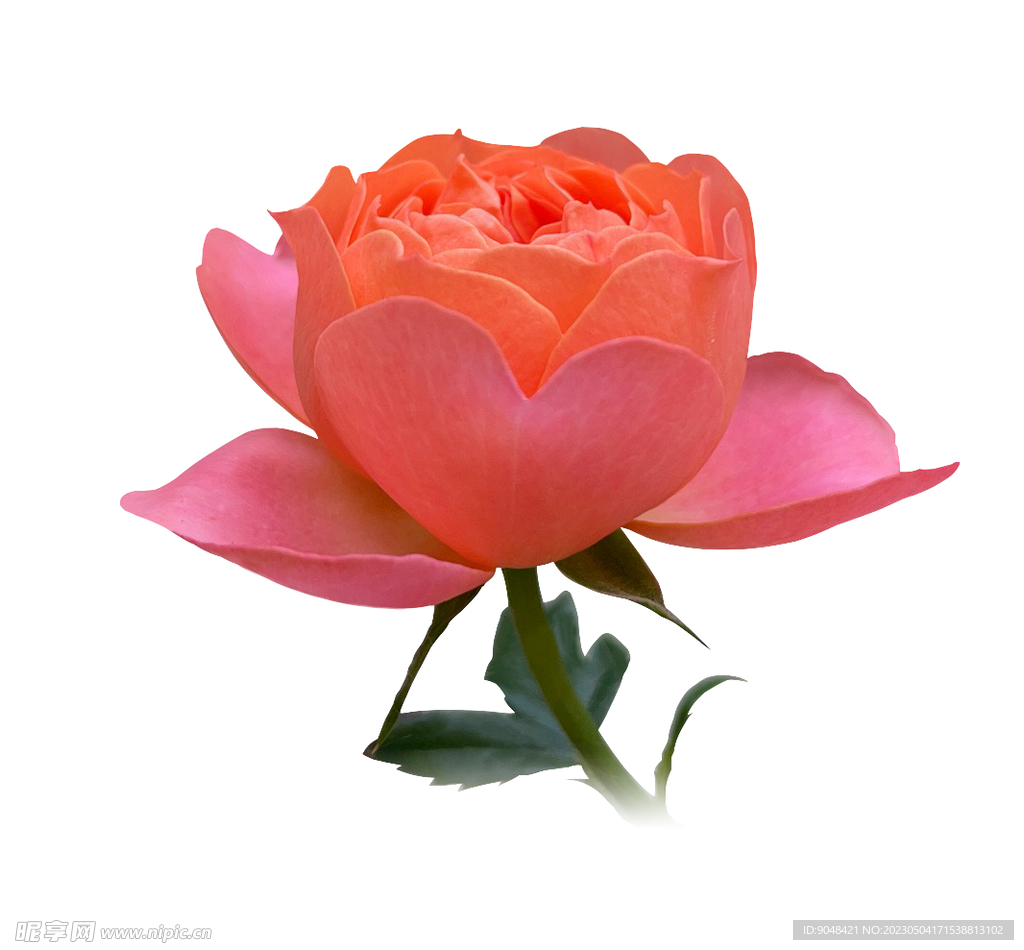 漂亮的月季花抠图