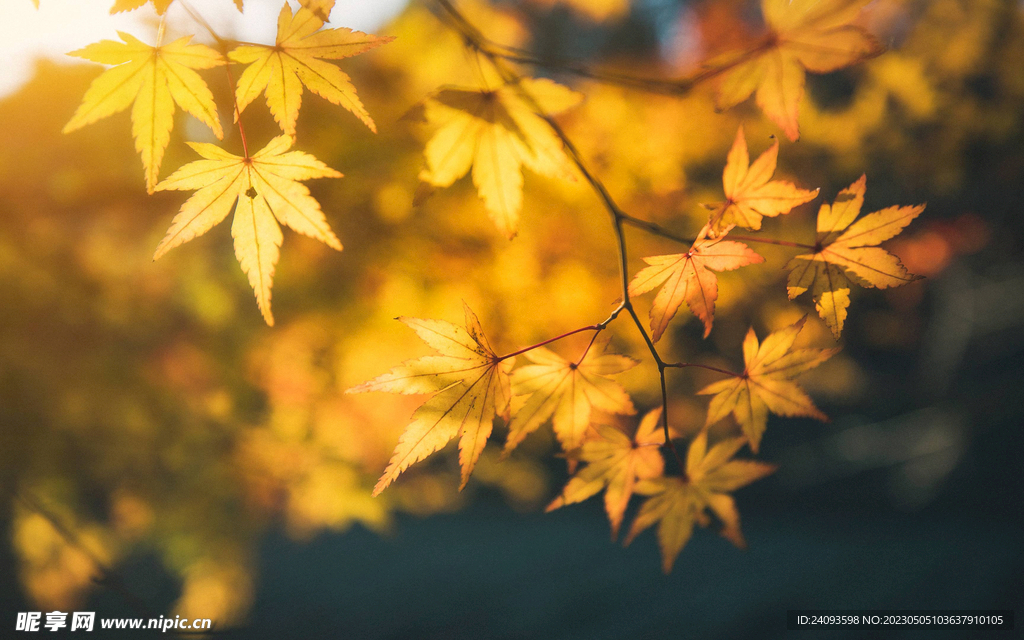 黄色树叶