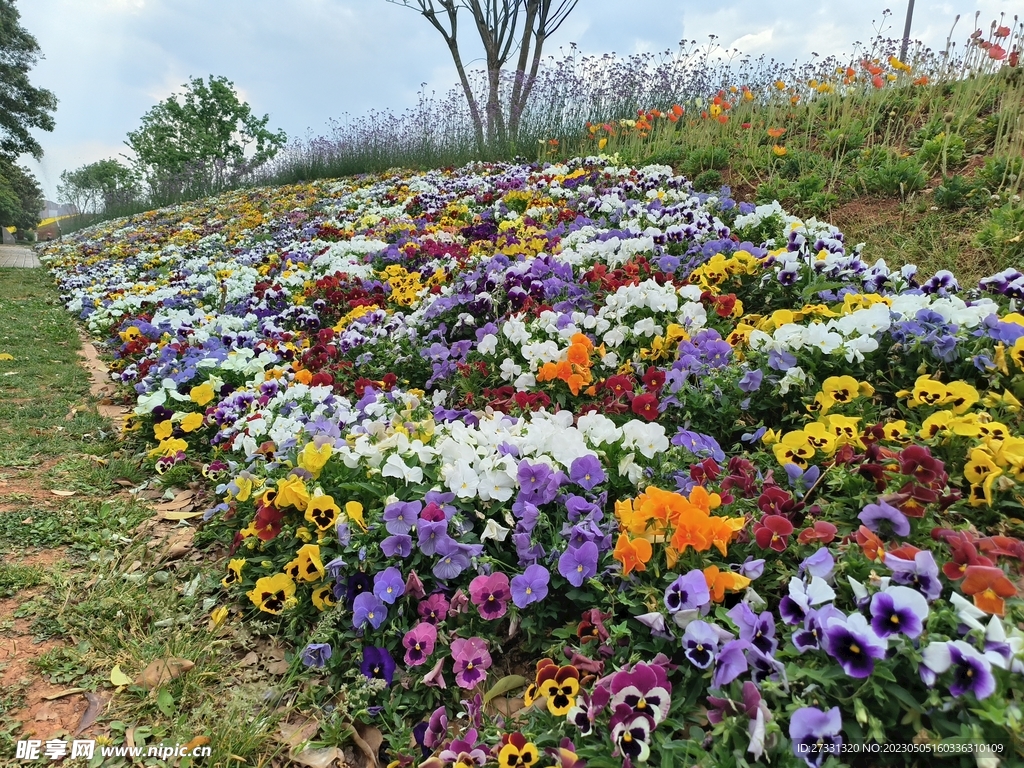 花园花卉植物花草盆栽角槿