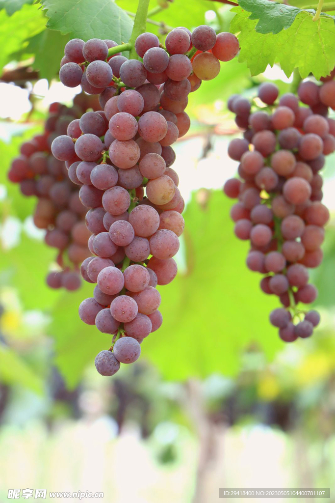 葡萄