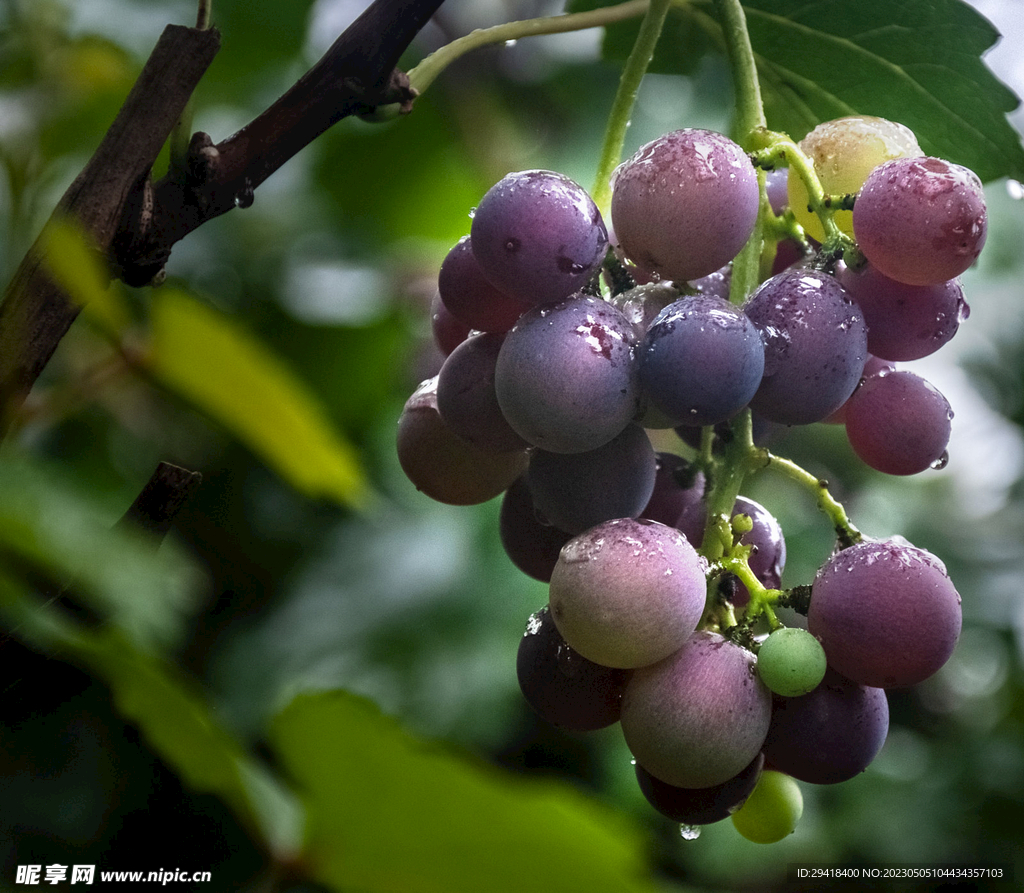 葡萄