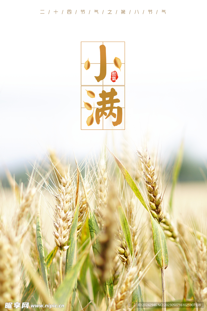 小满节气海报 