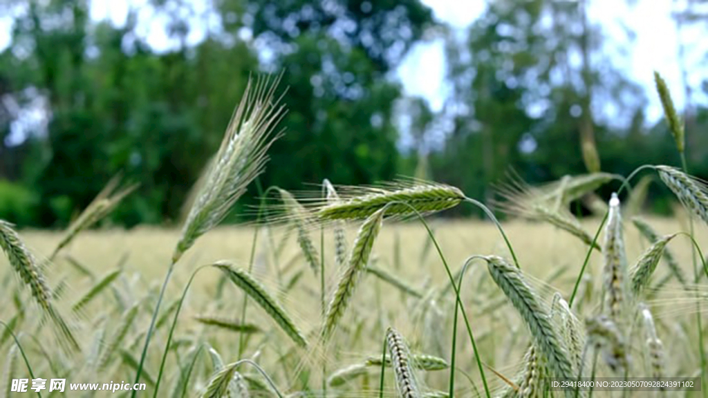 小麦麦穗随风吹动