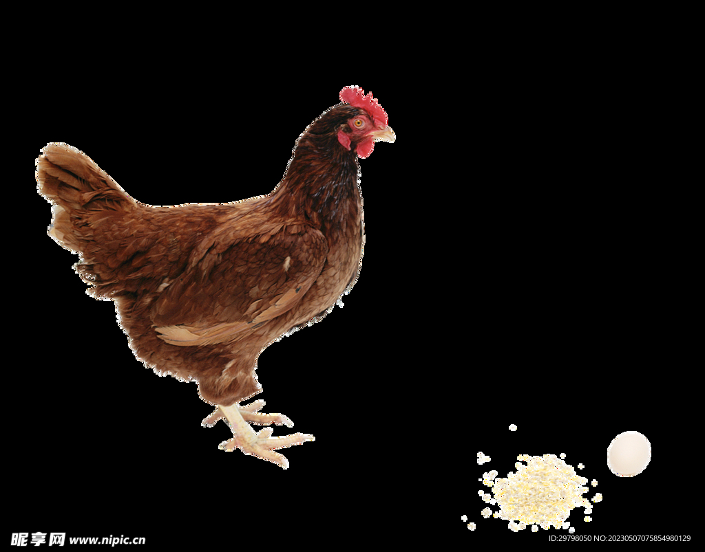 家禽农家鸡png透明图下载
