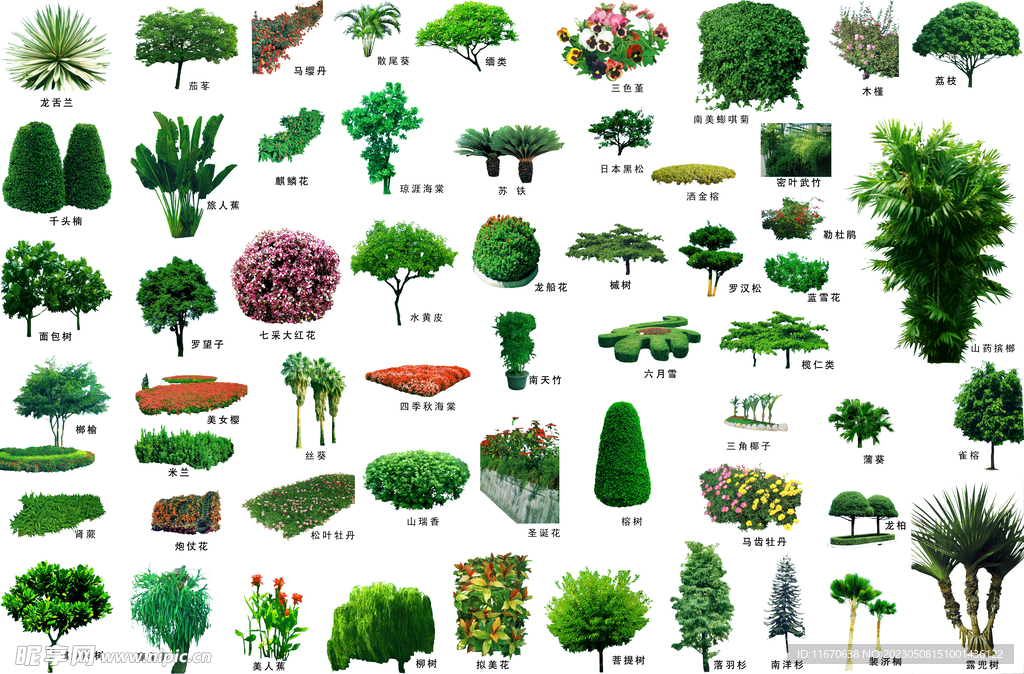 配名植物分层素材